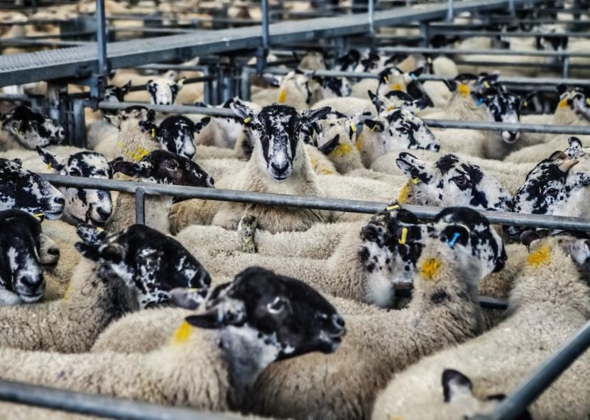 Asociatyvi nuotr. Canva nuotr. 