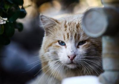 Asociatyvi nuotr. VMVT nuotr.