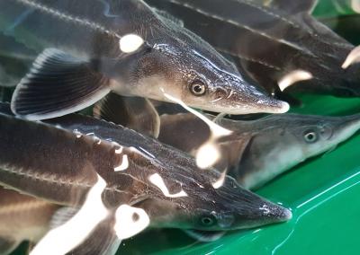 Eršketai. ŽŪM nuotr.