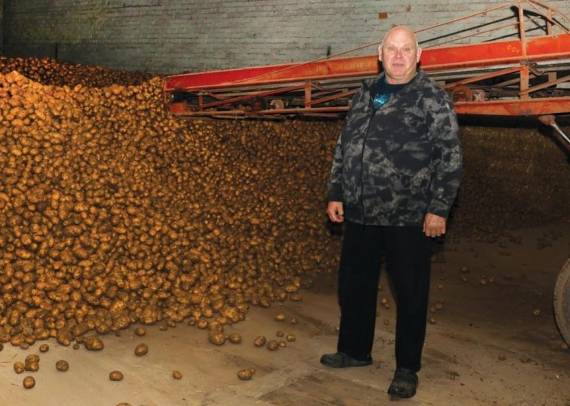 Bulvių tik iš pirmo žvilgsnio daug. Dėl lietingų orų derlius šiemet prastesnis nei pernai. Aidos Garastaitės nuotr. 