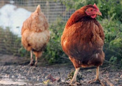 Asociatyvi nuotr. Dzūkų žinios nuotr.