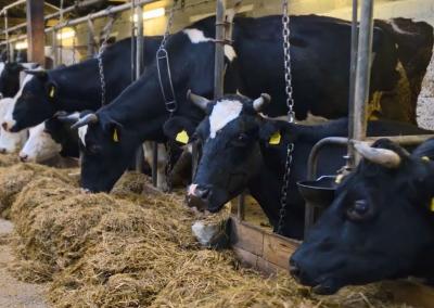 Asociatyvi nuotr. Gedimino Stanišausko nuotr.