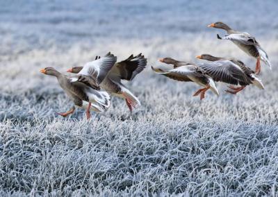Laukiniai paukščiai. Medžioklės žurnalo nuotr.