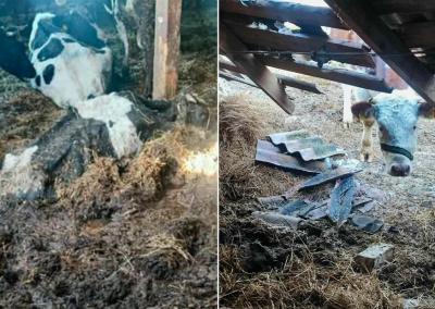 VMVT inspektoriai aptiko baisų vaizdą M. Diliauto fermoje. VMVT nuotr.