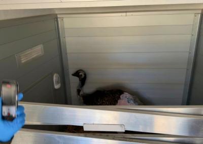 AAD inspektoriai konfiskavo iš P. Šiaučiūno strutį. Facebook nuotr.