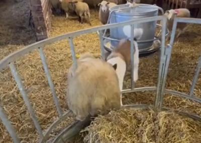 P. Šiaučiūno šuo aptvare 2023 m. tampė avį.