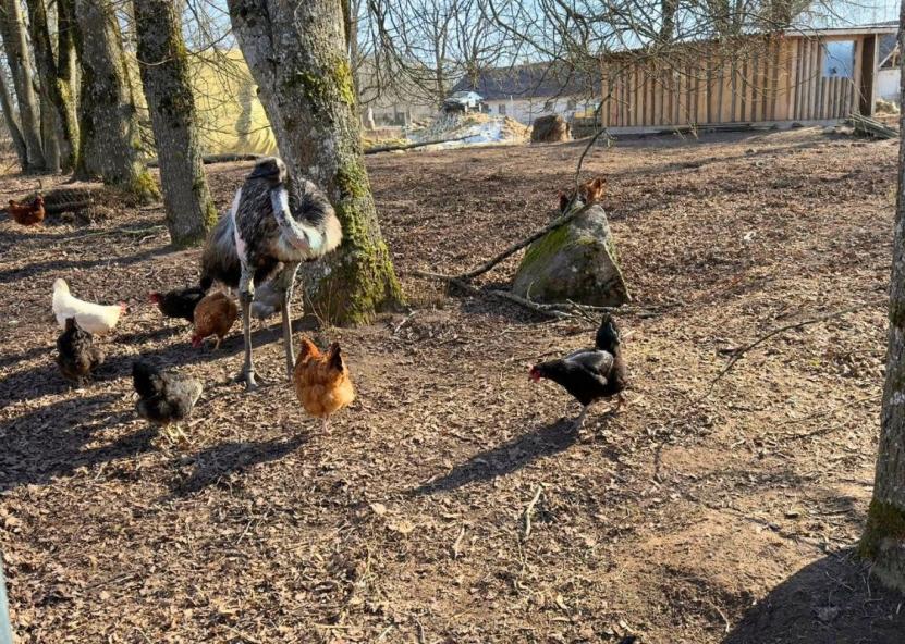 Strutis, kurį laikė P. Šiaučiūnas. Facebook nuotr. 