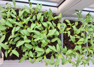 Vos tik lauke pradėjo kvepėti pavasariu, daugelis ėmė galvoti, kokius augalus šiemet augins savo lysvėse. Dinetos Babarskienės nuotr.