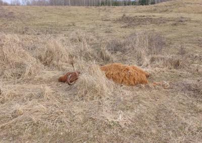Dzūkų žinių nuotr.